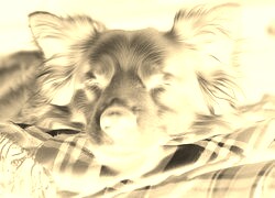 Sepia + Negatyw