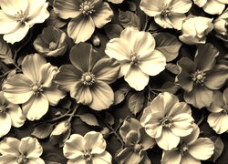 Sepia