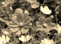 Szary + Sepia