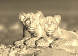Sepia + Negatyw