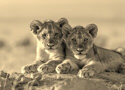 Sepia
