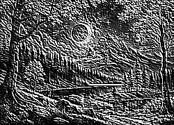 Skamielina