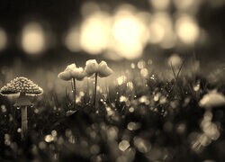 Szary + Sepia