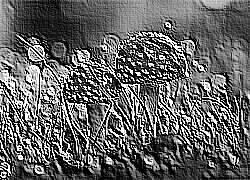 Skamielina
