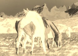 Sepia + Negatyw