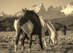 Szary + Sepia