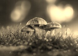 Szary + Sepia