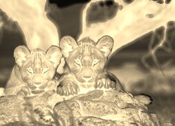 Sepia + Negatyw