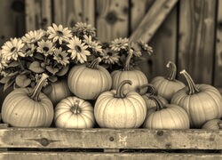 Szary + Sepia