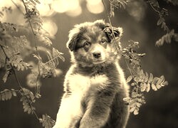 Szary + Sepia