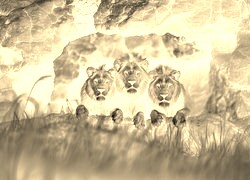 Sepia + Negatyw