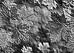 Skamielina