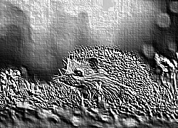 Skamielina