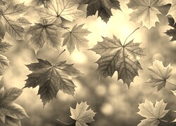 Szary + Sepia