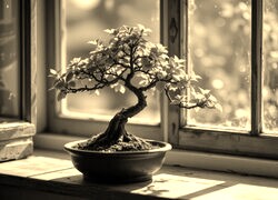 Szary + Sepia