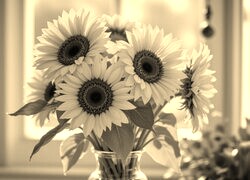 Szary + Sepia