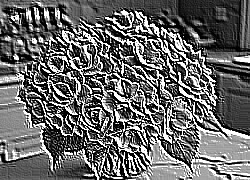 Skamielina