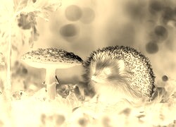 Sepia + Negatyw