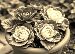 Sepia
