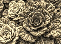 Szary + Sepia