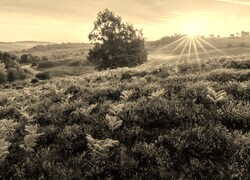 Sepia