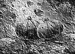Skamielina