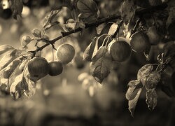 Szary + Sepia