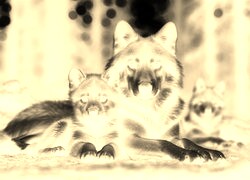 Sepia + Negatyw
