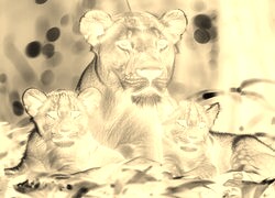 Sepia + Negatyw