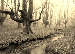 Szary + Sepia