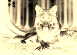 Sepia + Negatyw