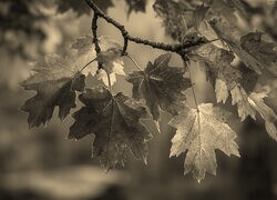 Szary + Sepia