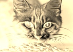 Sepia + Negatyw