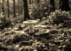 Sepia