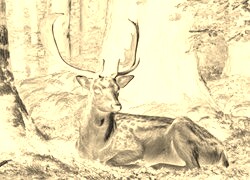 Sepia + Negatyw