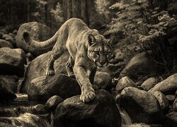 Szary + Sepia