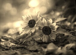 Szary + Sepia
