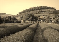 Szary + Sepia