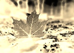 Sepia + Negatyw
