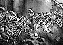 Skamielina
