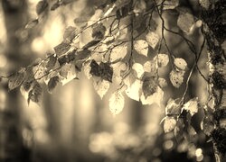 Szary + Sepia