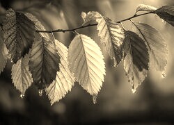 Szary + Sepia