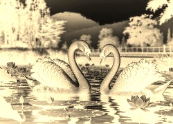 Sepia + Negatyw