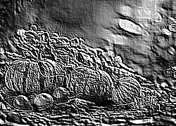 Skamielina