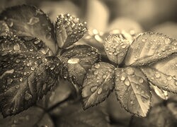 Szary + Sepia