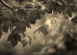 Szary + Sepia