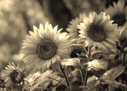 Szary + Sepia