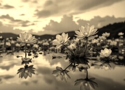 Sepia