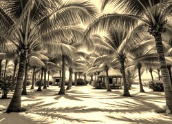Szary + Sepia