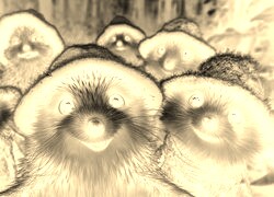 Sepia + Negatyw